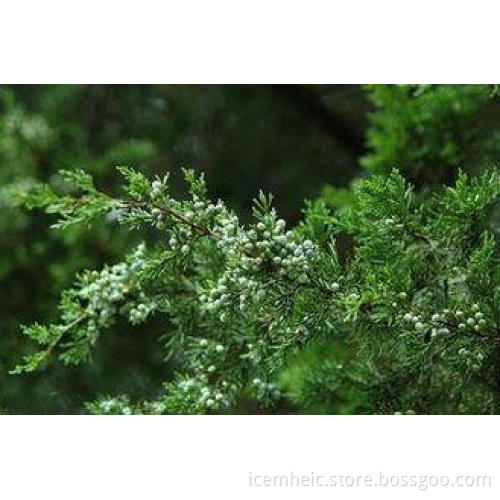 Pure Chinese Weeping Cypress Leaf , Chinese Herbal Medicine